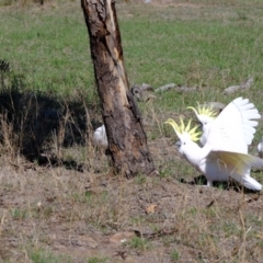 Pogona barbata at Molonglo River Reserve - suppressed