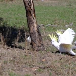 Pogona barbata at Molonglo River Reserve - suppressed
