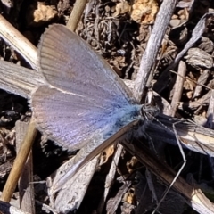 Zizina otis (Common Grass-Blue) at Kama - 9 Oct 2019 by Kurt