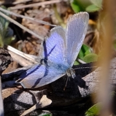 Zizina otis at Molonglo River Reserve - 9 Oct 2019