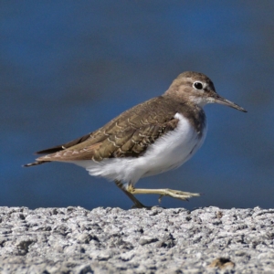 Actitis hypoleucos at Monash, ACT - 9 Oct 2019