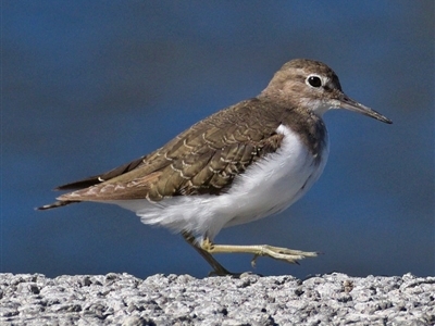 Actitis hypoleucos (Common Sandpiper) at Monash, ACT - 9 Oct 2019 by Marthijn