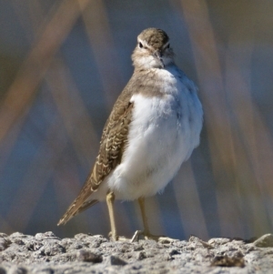 Actitis hypoleucos at Monash, ACT - 9 Oct 2019