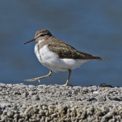 Actitis hypoleucos at Monash, ACT - 9 Oct 2019 08:45 AM