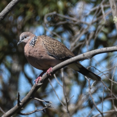 Spilopelia chinensis (Spotted Dove) at Paddys River, ACT - 9 Oct 2019 by Marthijn