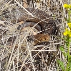 Pseudonaja textilis (Eastern Brown Snake) at Latham, ACT - 7 Oct 2019 by tpreston