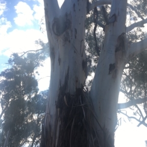 Callocephalon fimbriatum at Hughes, ACT - 9 Oct 2019