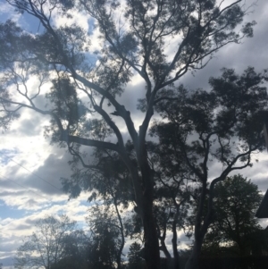 Callocephalon fimbriatum at Hughes, ACT - suppressed