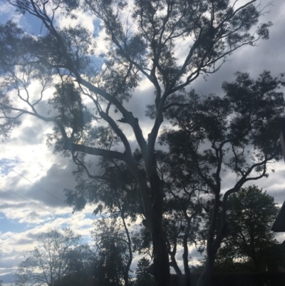 Callocephalon fimbriatum (Gang-gang Cockatoo) at Hughes, ACT - 9 Oct 2019 by MandyC