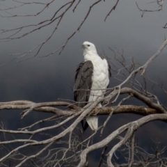 Haliaeetus leucogaster (White-bellied Sea-Eagle) at Jindabyne, NSW - 5 Oct 2019 by rawshorty