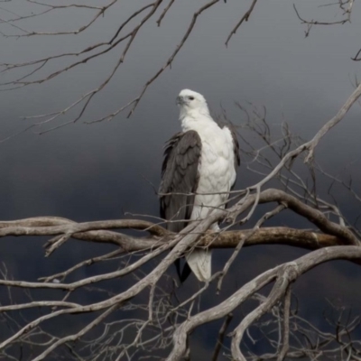 Haliaeetus leucogaster (White-bellied Sea-Eagle) at Jindabyne, NSW - 5 Oct 2019 by rawshorty
