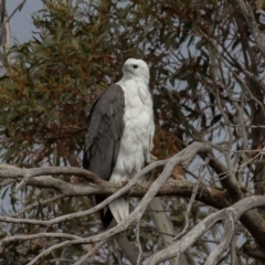 Haliaeetus leucogaster at Jindabyne, NSW - 5 Oct 2019 08:39 AM