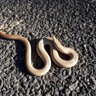 Lialis burtonis (Burton's Snake-lizard) at Yass River, NSW - 9 Oct 2019 by SallyandPeter