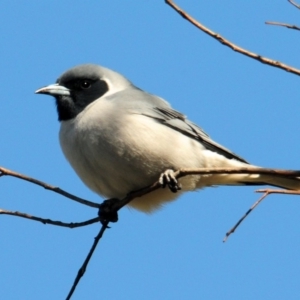 Artamus personatus at Tuggeranong DC, ACT - 9 Oct 2019 09:27 AM