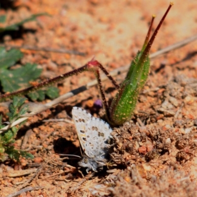 Lucia limbaria (Chequered Copper) at Tuggeranong DC, ACT - 8 Oct 2019 by Harrisi