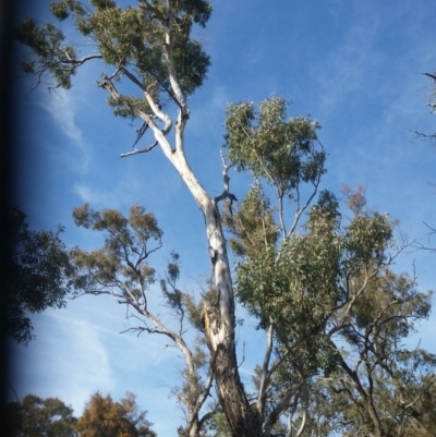 Callocephalon fimbriatum (Gang-gang Cockatoo) at Red Hill, ACT - 7 Oct 2019 by NickDaines