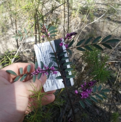 Indigofera australis subsp. australis (Australian Indigo) at Wanniassa Hill - 5 Oct 2019 by NickDaines