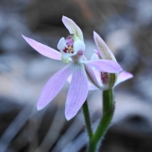 Caladenia carnea at Hackett, ACT - suppressed