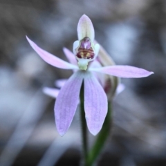 Caladenia carnea at Hackett, ACT - suppressed