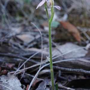 Caladenia carnea at Hackett, ACT - suppressed