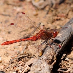 Diplacodes bipunctata at Nicholls, ACT - 8 Oct 2019 10:29 AM