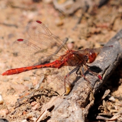 Diplacodes bipunctata (Wandering Percher) at Percival Hill - 7 Oct 2019 by Harrisi