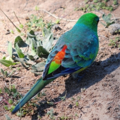 Psephotus haematonotus (Red-rumped Parrot) at Tuggeranong DC, ACT - 9 Oct 2019 by Harrisi