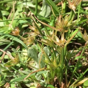 Juncus capitatus at Majura, ACT - 9 Oct 2019 02:18 PM