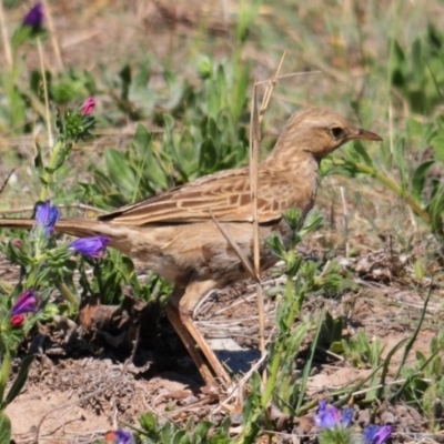 Cincloramphus cruralis (Brown Songlark) at Tuggeranong DC, ACT - 9 Oct 2019 by Harrisi