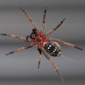 Mituliodon tarantulinus at Evatt, ACT - 9 Oct 2019 02:30 PM