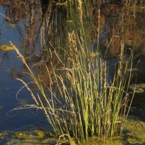 Carex appressa at Monash, ACT - 2 Oct 2019 06:58 PM