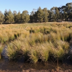 Carex appressa at Monash, ACT - 2 Oct 2019 06:58 PM