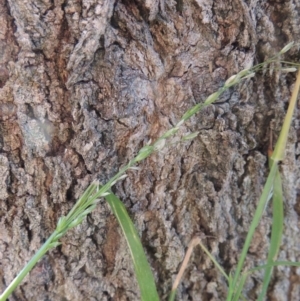 Ehrharta erecta at Monash, ACT - 2 Oct 2019