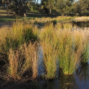 Juncus sp. at Monash, ACT - 2 Oct 2019 07:12 PM