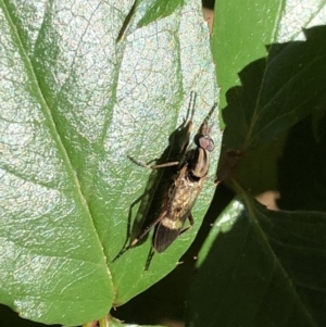 Ectinorhynchus sp. (genus) at Aranda, ACT - 10 Oct 2019