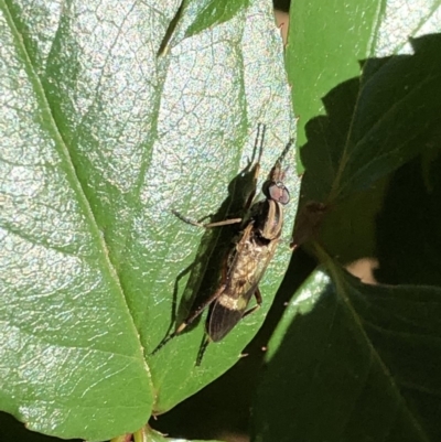 Ectinorhynchus sp. (genus) (A Stiletto Fly) at Aranda, ACT - 9 Oct 2019 by Jubeyjubes