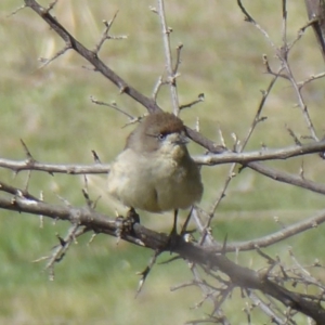 Aphelocephala leucopsis at Tharwa, ACT - 9 Oct 2019