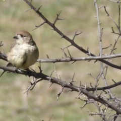 Aphelocephala leucopsis at Tharwa, ACT - 9 Oct 2019 02:46 PM