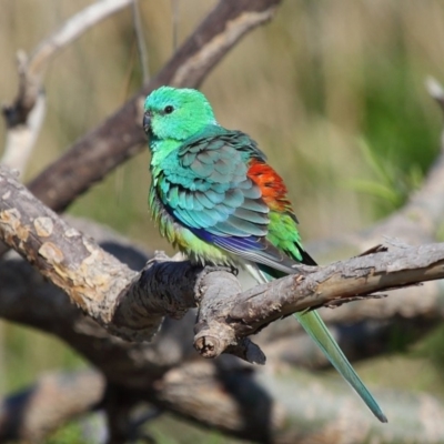 Psephotus haematonotus (Red-rumped Parrot) at Fyshwick, ACT - 7 Oct 2019 by Tim L