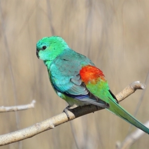 Psephotus haematonotus at Fyshwick, ACT - 8 Oct 2019