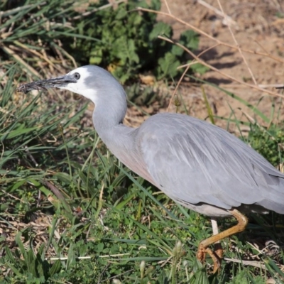 Egretta novaehollandiae (White-faced Heron) at Fyshwick, ACT - 8 Oct 2019 by TimL