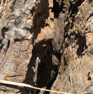 Pogona barbata at Franklin, ACT - 10 Oct 2019