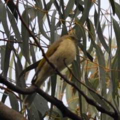 Ptilotula fusca (Fuscous Honeyeater) at Tennent, ACT - 5 Oct 2019 by MatthewFrawley