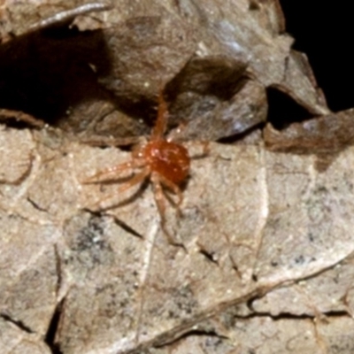 Acari (informal subclass) (Unidentified mite) at Spence, ACT - 10 Oct 2019 by JudithRoach