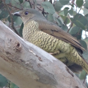 Ptilonorhynchus violaceus at Isaacs, ACT - 10 Oct 2019 05:00 PM