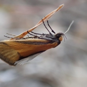 Philobota undescribed species near arabella at Fraser, ACT - 10 Oct 2019 04:01 PM