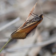 Philobota undescribed species near arabella at Fraser, ACT - 10 Oct 2019 04:01 PM