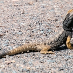 Pogona barbata at Paddys River, ACT - suppressed