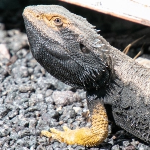 Pogona barbata at Paddys River, ACT - suppressed