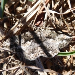 Unplaced externaria (Mahogany Bark Moth (formerly Hypomecis externaria)) at Bonython, ACT - 9 Oct 2019 by Christine